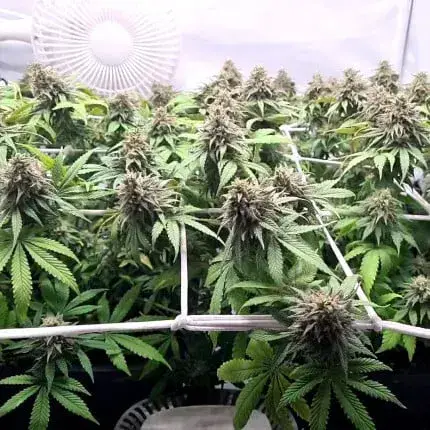CBD Charlotte’s Angel — zdjęcie 4