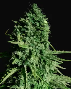 CBD Cheese