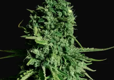 CBD Cheese