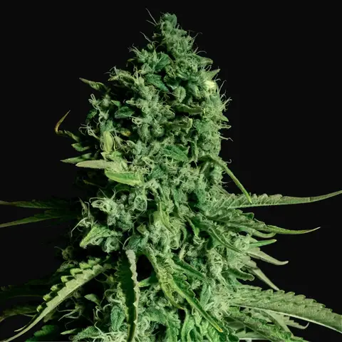 CBD Cheese