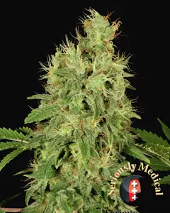 CBD Chronic