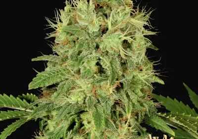 CBD Chronic