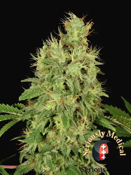 CBD Chronic