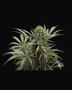 CBD ComPassion