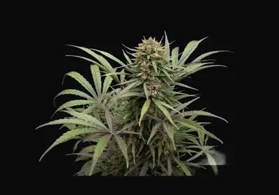CBD ComPassion