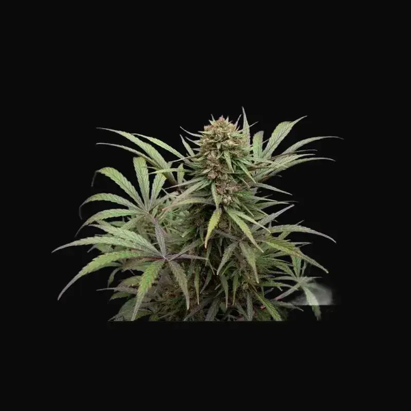 CBD ComPassion
