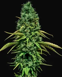 CBD Critical
