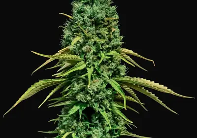 CBD Critical