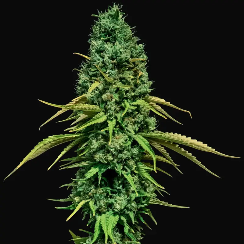CBD Critical