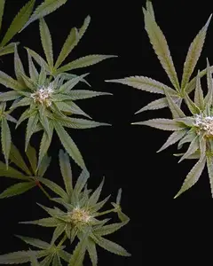 CBD Critical Cure