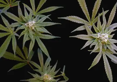 CBD Critical Cure