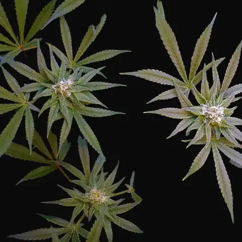 CBD Critical Cure