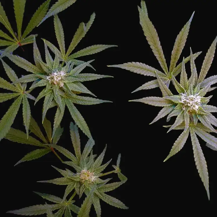 CBD Critical Cure