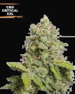 CBD Critical XXL Auto