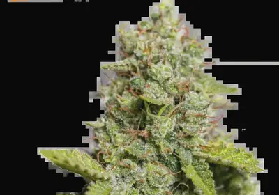 CBD Critical XXL Auto