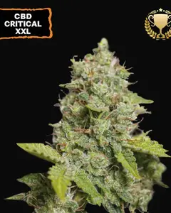 CBD Critical XXL Auto