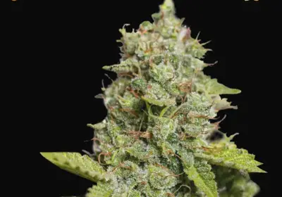 CBD Critical XXL Auto