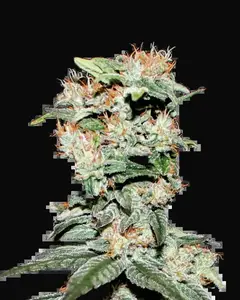 CBD Critical XXL