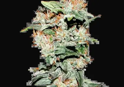 CBD Critical XXL