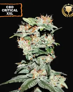 CBD Critical XXL