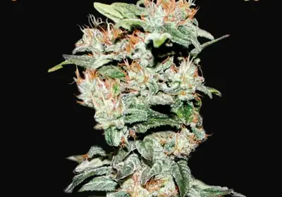 CBD Critical XXL