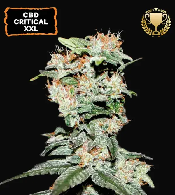 CBD Critical XXL