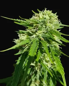 CBD Good Wild Shark