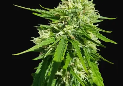 CBD Good Wild Shark