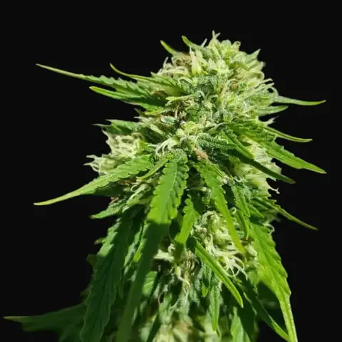 CBD Good Wild Shark