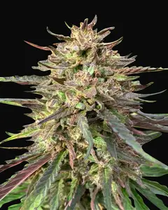 CBD Guerilla Glue Auto