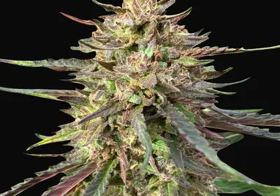 CBD Guerilla Glue Auto