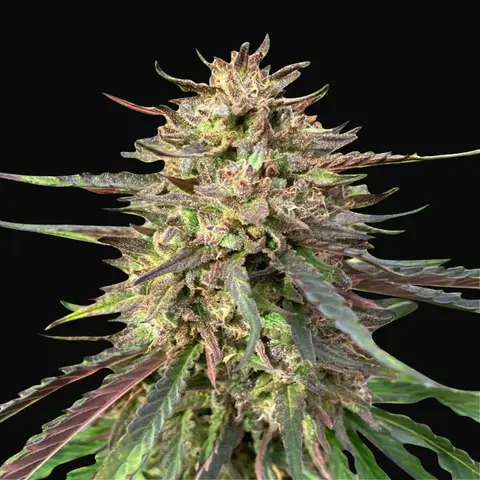 CBD Guerilla Glue Auto