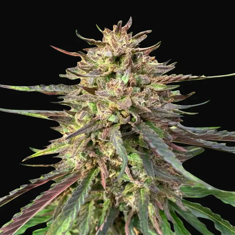 CBD Guerilla Glue Auto