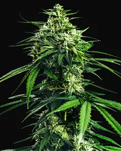 CBD Indica King