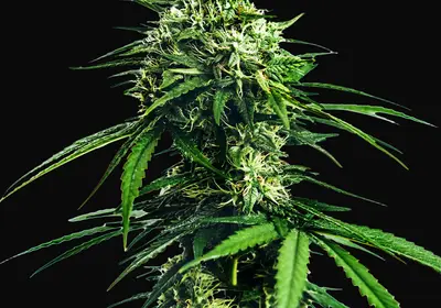 CBD Indica King
