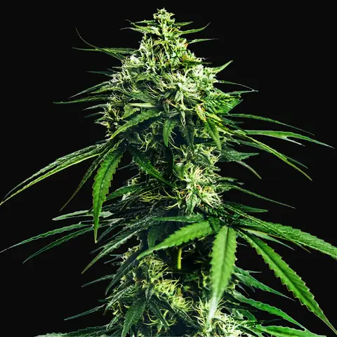 CBD Indica King