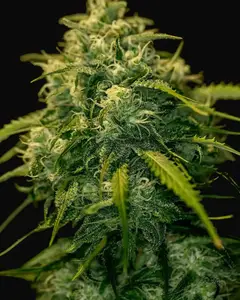 CBD + Jack Diesel