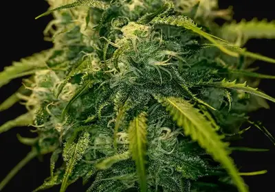 CBD + Jack Diesel