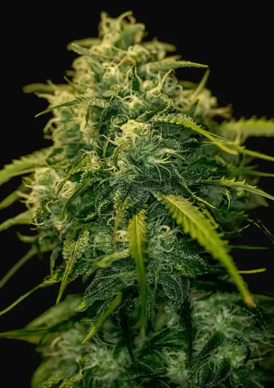 CBD + Jack Diesel