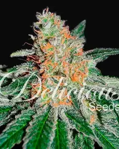 CBD Jam