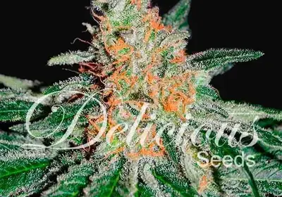 CBD Jam