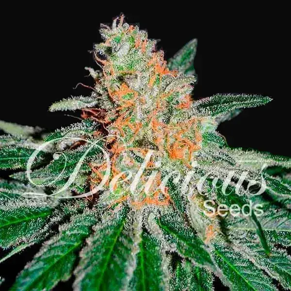 CBD Jam — zdjęcie 4