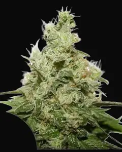 CBD Kush