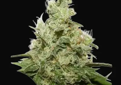 CBD Kush