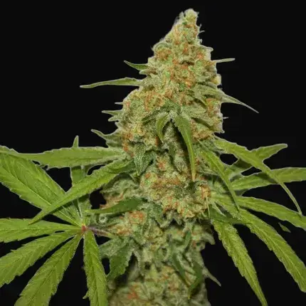 CBD Kush — zdjęcie 5