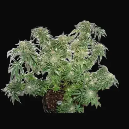 CBD Kush — zdjęcie 4