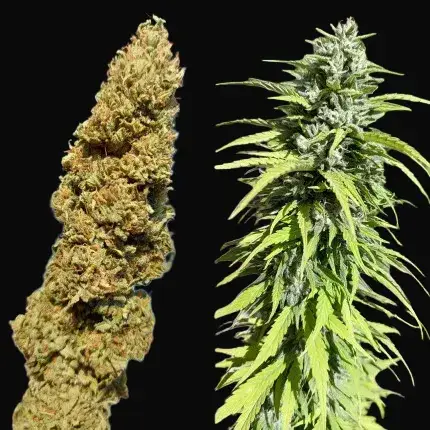 CBD Kush — zdjęcie 3