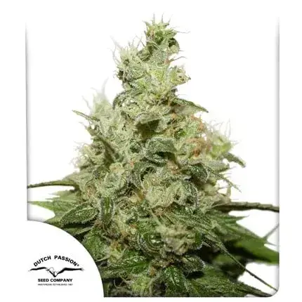 CBD Kush