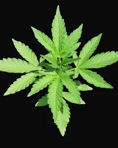CBD Lemon Potion Auto