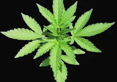 CBD Lemon Potion Auto